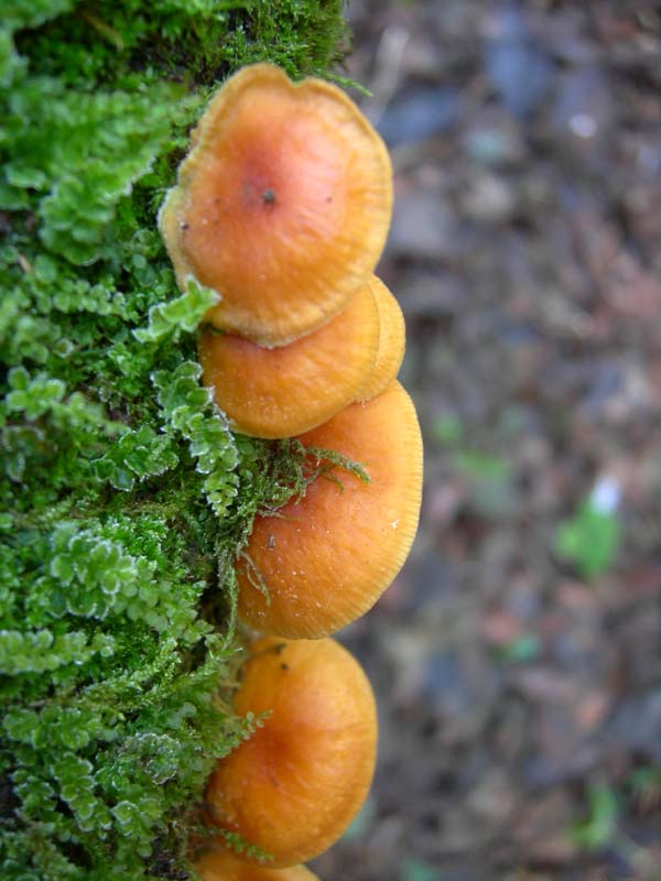 A caccia di Pleurotus.....parte2.