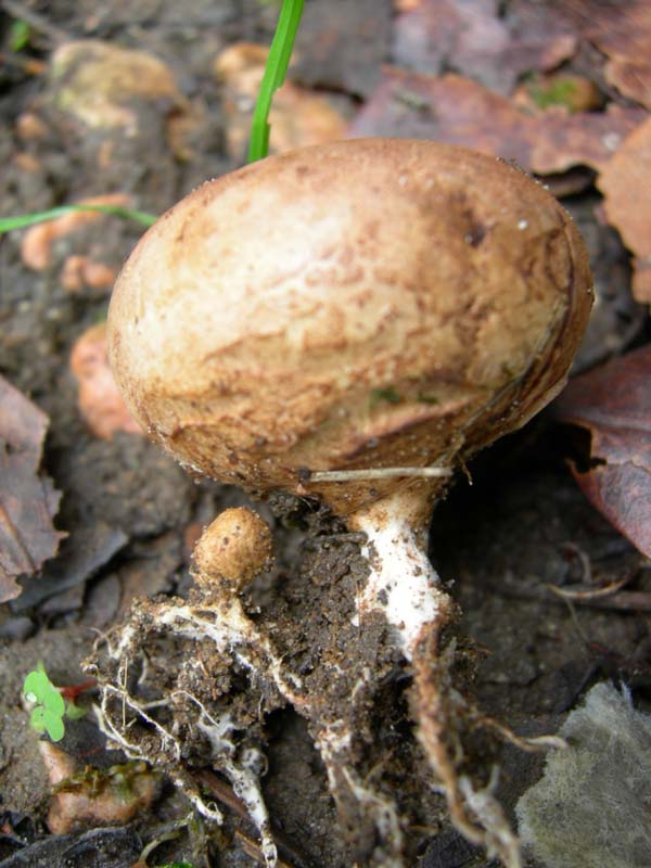 10 funghi da determinare...