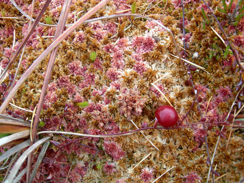 Vaccinium oxycoccos tra Sphagnum sp.