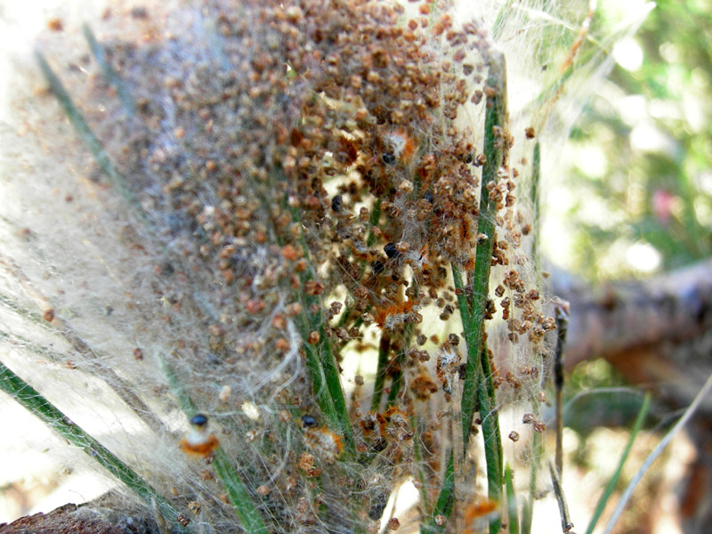 Processionaria del pino.....Thaumetopoea pityocampa (TN)