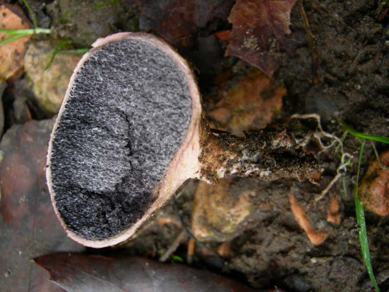 10 funghi da determinare...