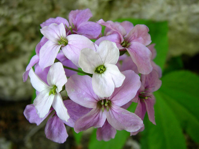 Cima Nara e Cima al Bal......(Alpi di Ledro)