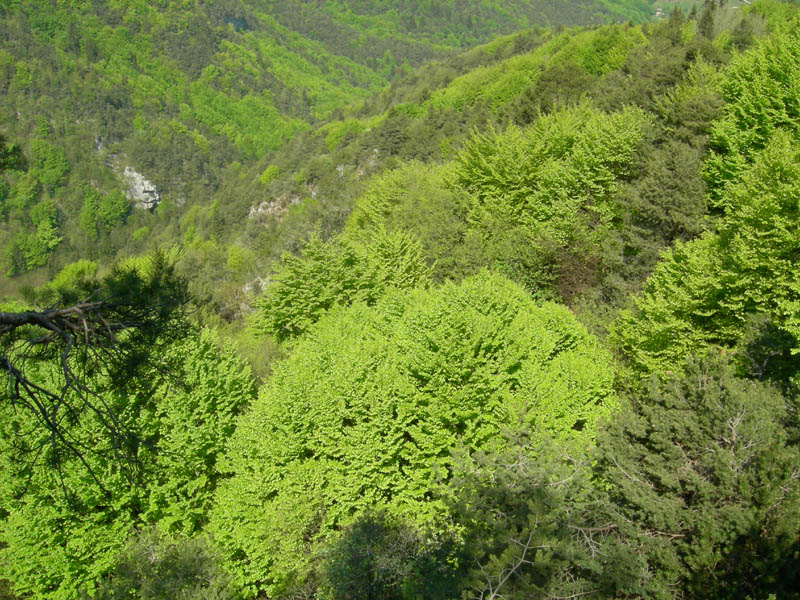 Cima Nara e Cima al Bal......(Alpi di Ledro)