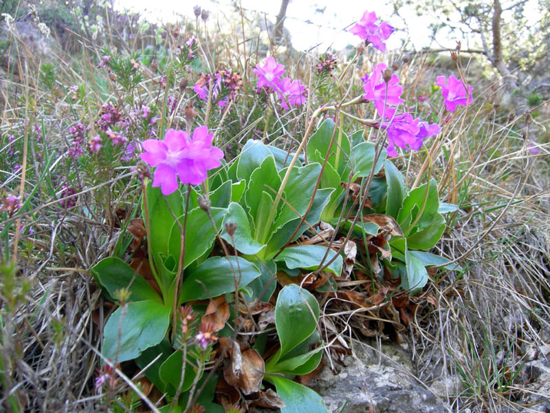 Cima Nara e Cima al Bal......(Alpi di Ledro)