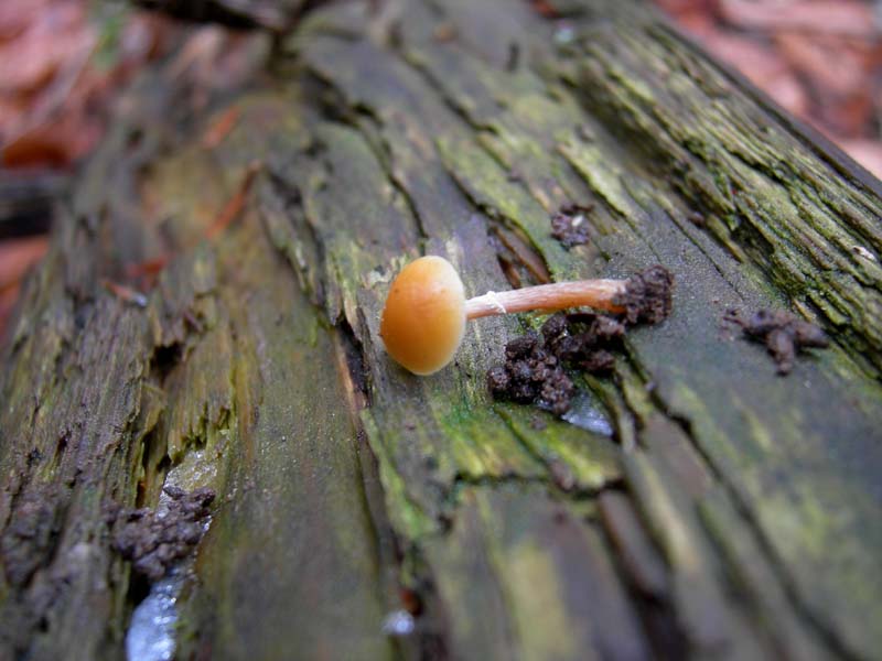 5..........da determinare