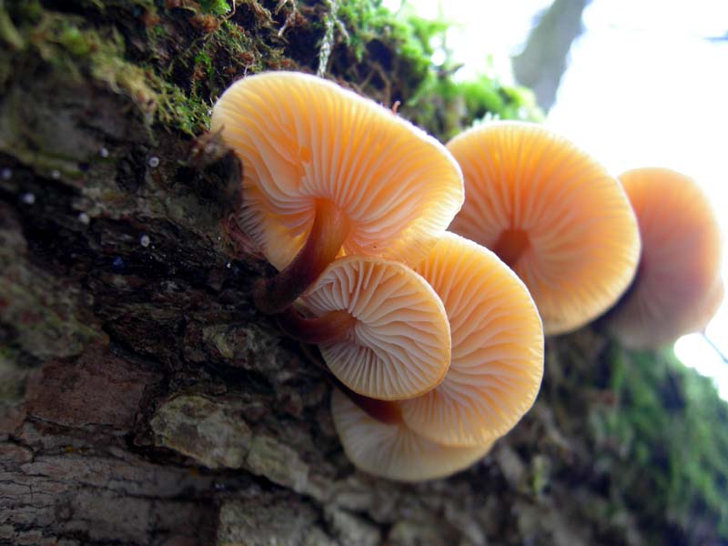A caccia di Pleurotus.....parte2.