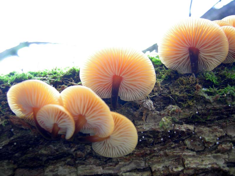 A caccia di Pleurotus.....parte2.