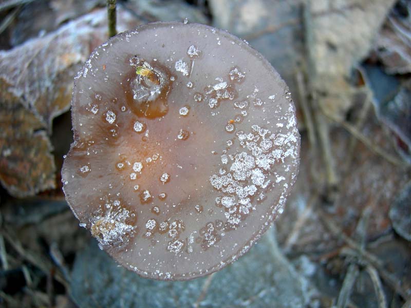 A caccia di Pleurotus.....parte2.
