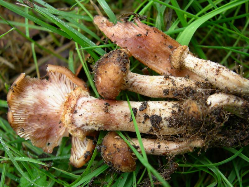 10 funghi da determinare...