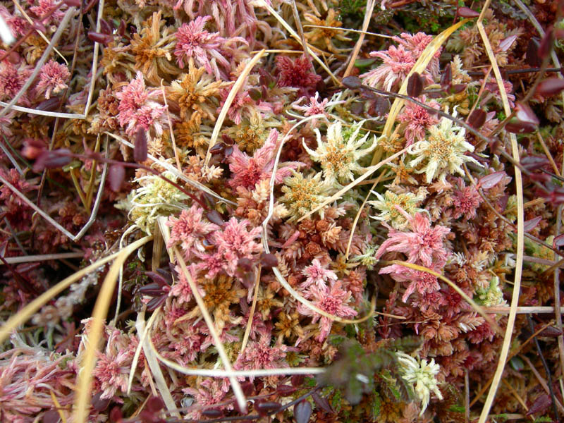 Vaccinium oxycoccos tra Sphagnum sp.