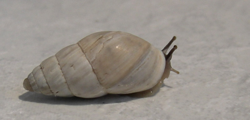 Zebrina (Zebrina) detrita (O.F. Mller, 1774)