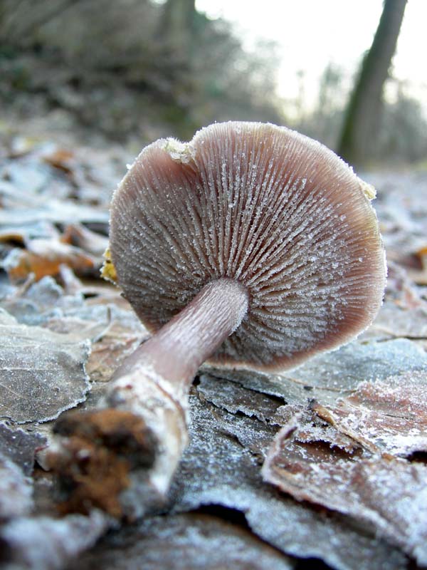 A caccia di Pleurotus.....parte2.