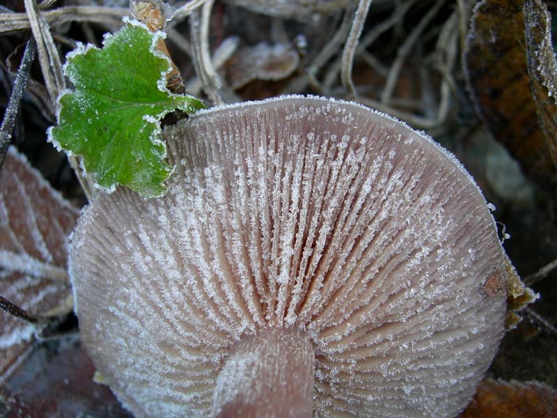 A caccia di Pleurotus.....parte2.