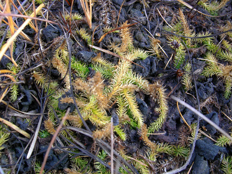 Vaccinium oxycoccos tra Sphagnum sp.