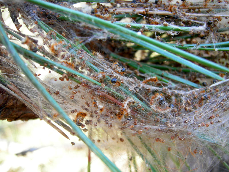 Processionaria del pino.....Thaumetopoea pityocampa (TN)