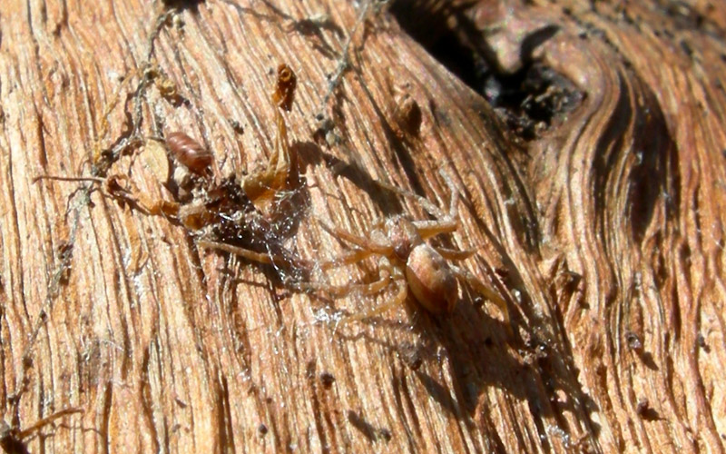 Philodromidae. Gnaphosidae, Theridiidae ........