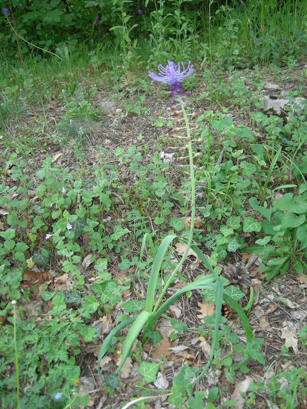 Muscari comosum / Lampagione