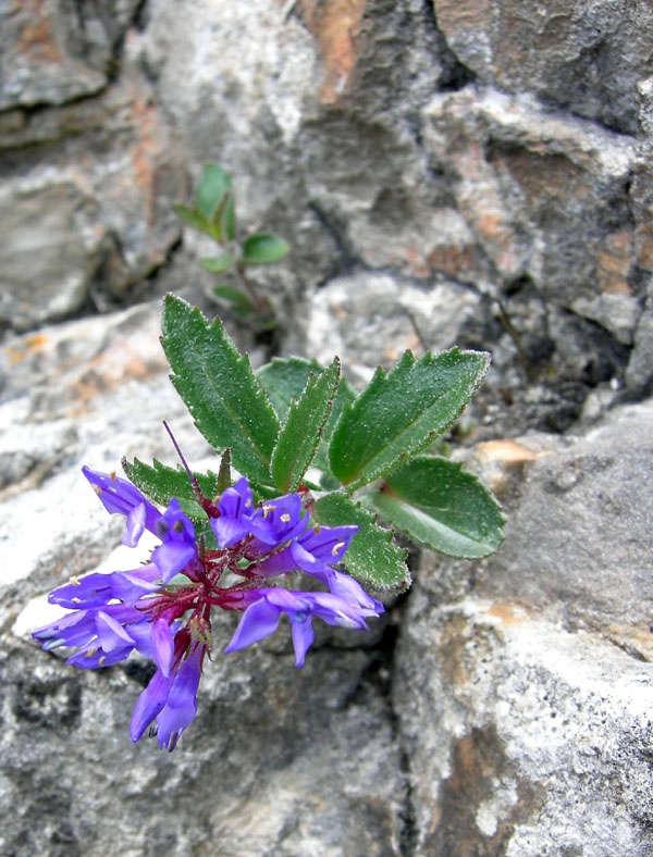 Paederota bonarota / Bonarota comune
