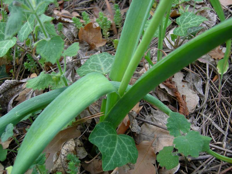 Muscari comosum / Lampagione