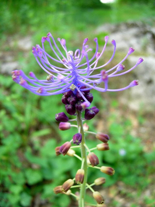 Muscari comosum / Lampagione