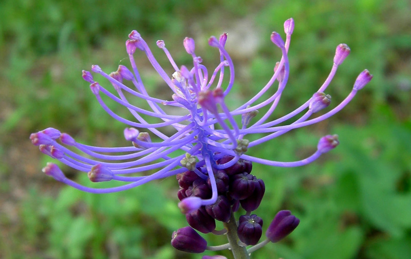 Muscari comosum / Lampagione