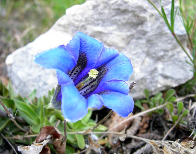 Cima Nara e Cima al Bal......(Alpi di Ledro)