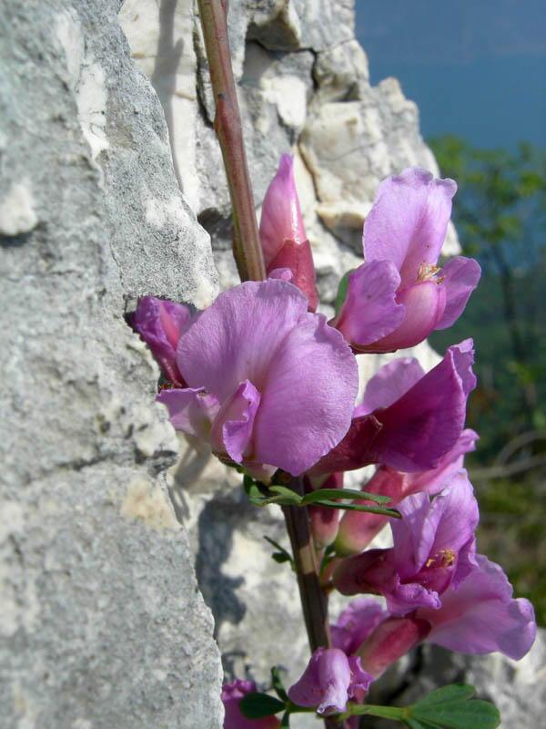 Cima Nara e Cima al Bal......(Alpi di Ledro)