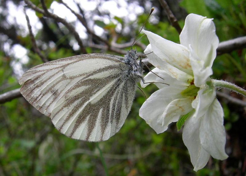 Pieris bryoniae - Pieridae........dal Trentino