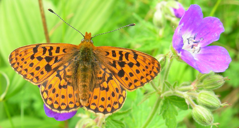 Boloria euphrosyne - Nymphalidae.........dal Trentino