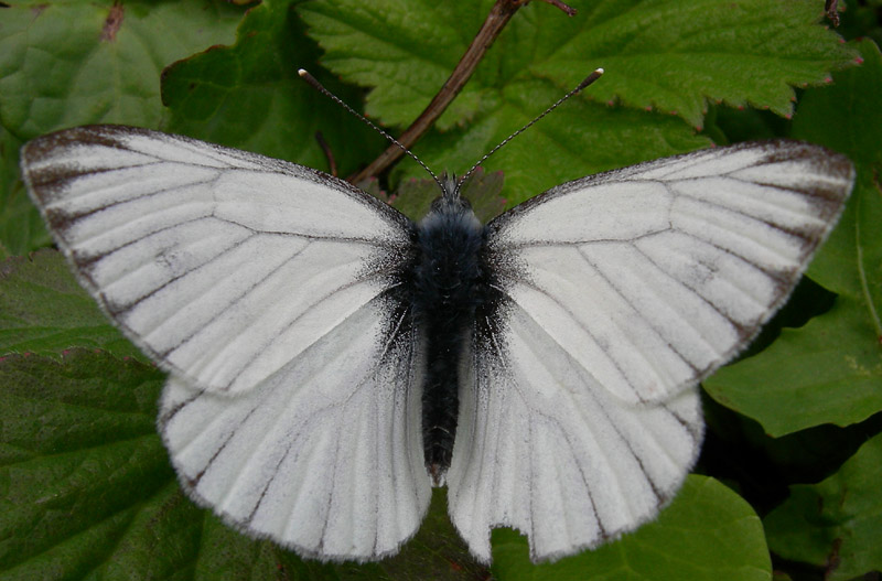 Pieris bryoniae (m.) - Pieridae ?