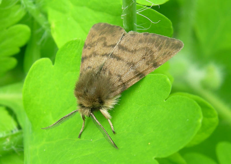 Diaphora sordida - Erebidae...........dal Trentino