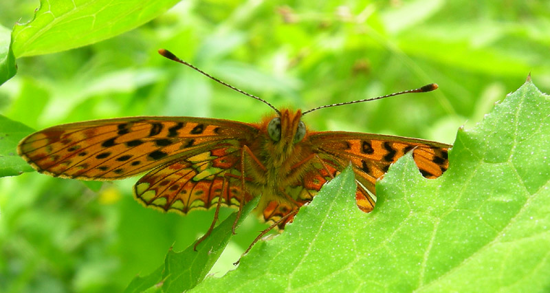 Boloria euphrosyne - Nymphalidae.........dal Trentino