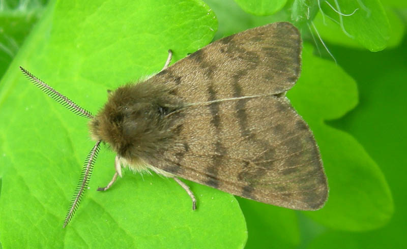 Diaphora sordida - Erebidae...........dal Trentino