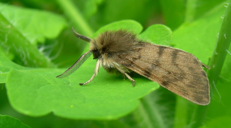 Diaphora sordida - Erebidae...........dal Trentino