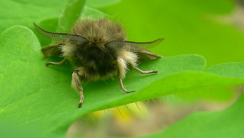 Diaphora sordida - Erebidae...........dal Trentino