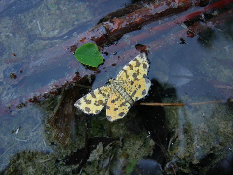 Pseudopanthera macularia (morta) Geometridae....... (TN)