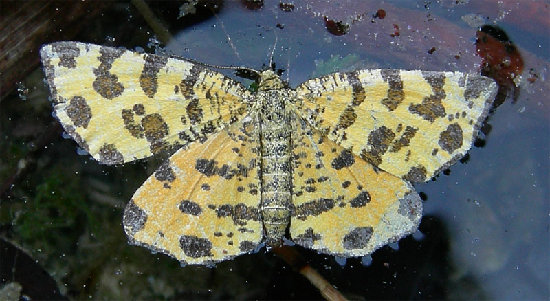 Pseudopanthera macularia (morta) Geometridae....... (TN)