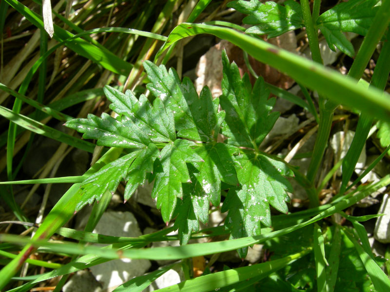 Pimpinella major / Pimpinella maggiore