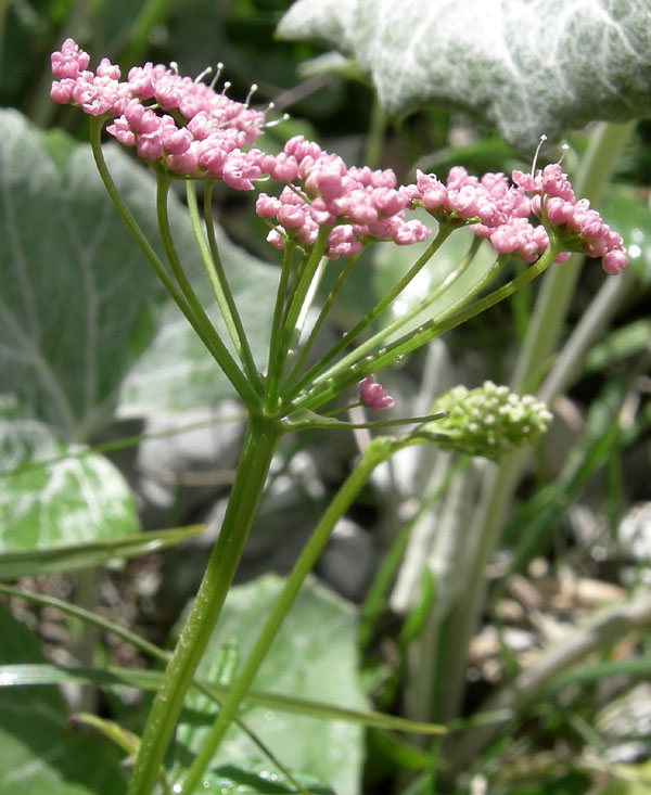 Pimpinella major / Pimpinella maggiore