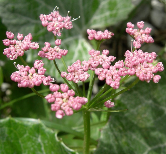 Pimpinella major / Pimpinella maggiore