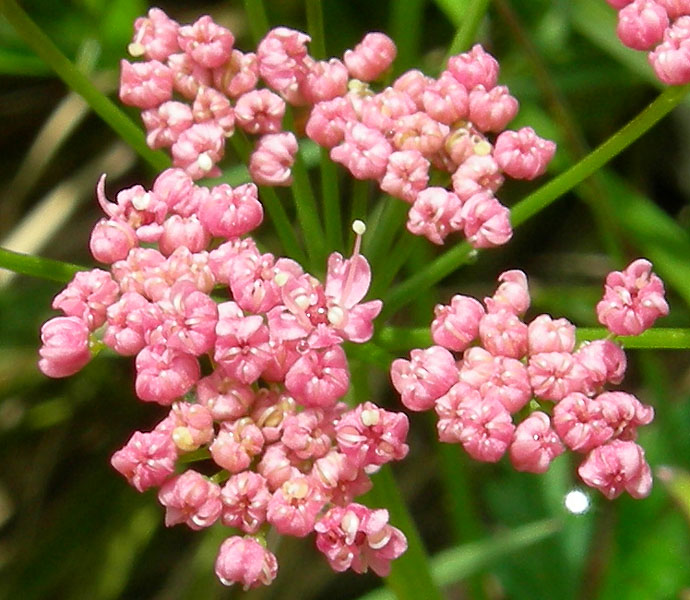 Pimpinella major / Pimpinella maggiore