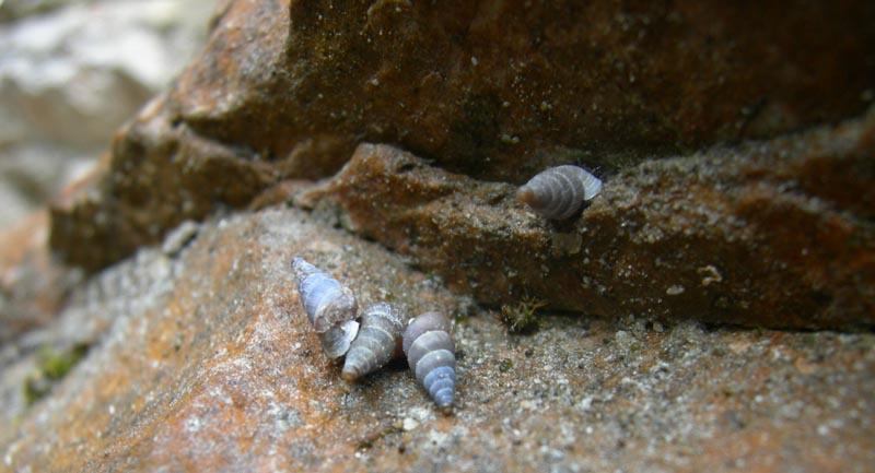 Cochlostoma henricae henricae (Strobel, 1851)