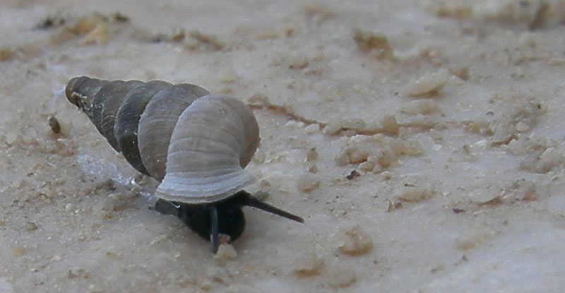 Cochlostoma henricae henricae (Strobel, 1851)