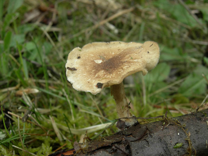 da determinare....(Polyporus ciliatus)