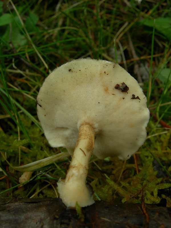 da determinare....(Polyporus ciliatus)