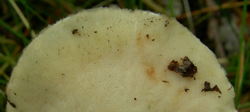 da determinare....(Polyporus ciliatus)