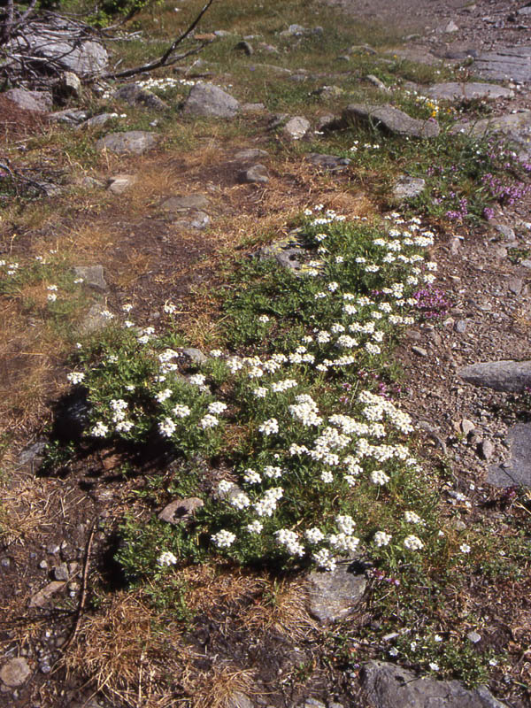 Piante alpine dalla Val di Rabbi