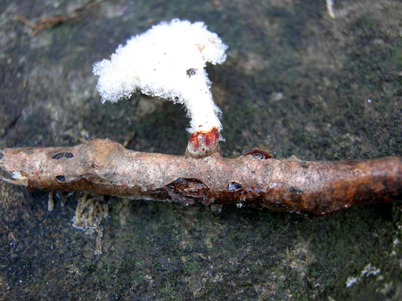 A caccia di Pleurotus.....parte2.
