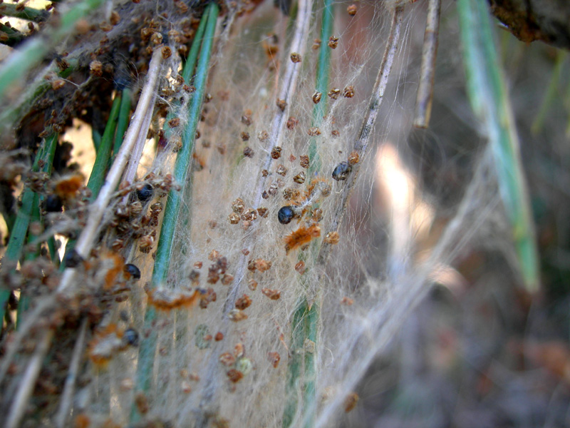 Processionaria del pino.....Thaumetopoea pityocampa (TN)