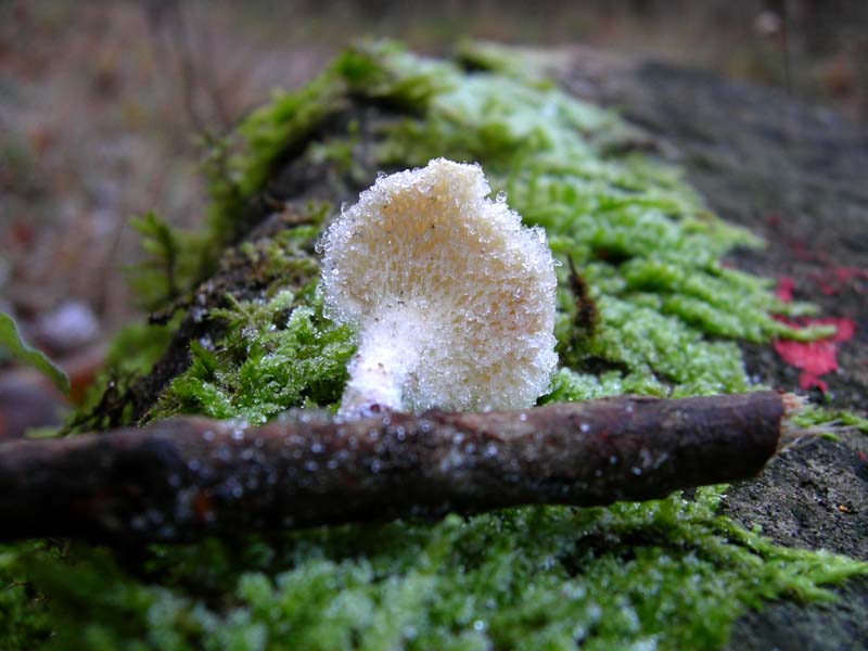 A caccia di Pleurotus.....parte2.